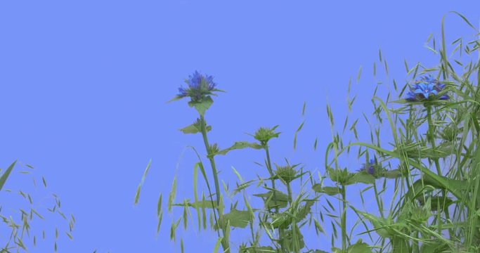 Blue Field Flowers Ears on Blue Screen Green Leaves Grass Stalks Branches Are Swaying Fluttering at the Wind Sunny Summer or Spring Day Outdoors Studio