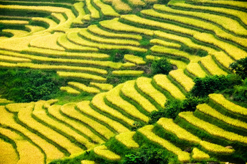 Rice fields prepare the harvest at Northwest Vietnam.