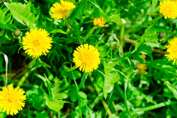 yellow dandelions on the green field