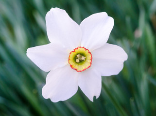 white narcissus on green background