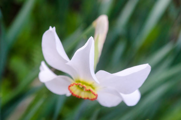 Obraz premium white narcissus on green background