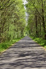 Straße im Spreewald mit Baumallee