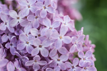 lilac macro 2