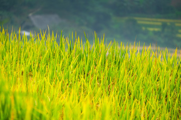 Fototapeta premium Rice fields prepare the harvest at Northwest Vietnam.