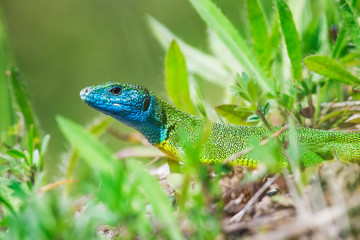 Small green lizard in the grass.