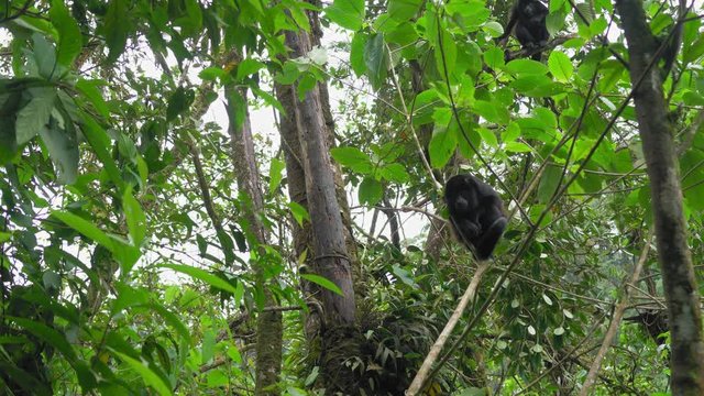 Monkey on tree; Costa Rica