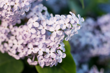 lilac branch 5 © alexlaz
