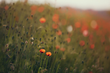 poppy flowers