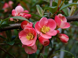 Fototapeta na wymiar pink flowers of Chaenomeles japonica bush