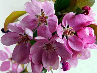 pink flowers of crab-apple tree at spring