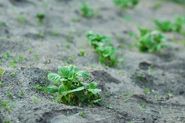 Uprawa młodych ziemniaków