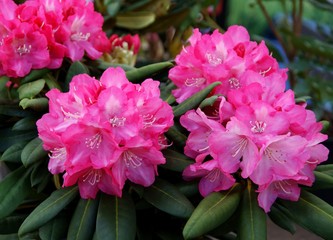 purple flowers of rhododendron bush at spring