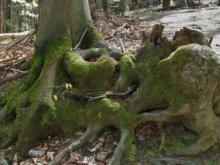 green moss on trees in forest