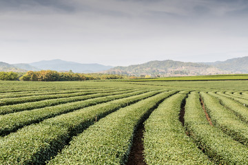 Fototapeta na wymiar Landscape view of tea plantations under black fading sky.