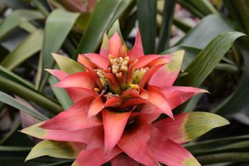red pineapple flower