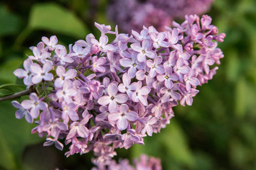 lilac flowers 5 © alexlaz