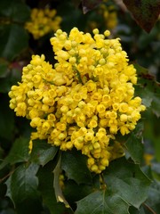 yellow flowers of oregon-grape bush