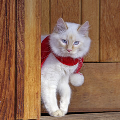 Fototapeta premium White Siamese Cat with wearing red scarf, standing by House Entrance