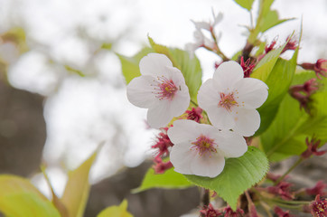 Pink sakura