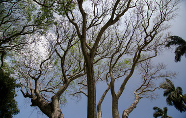 Branches of an old banyan tree in Kapaau