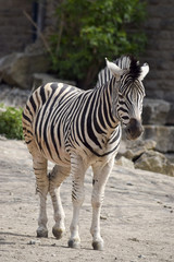 Fototapeta na wymiar confiding Zebra - zutrauliches Zebra 