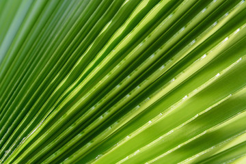 Obraz premium Green leaf of palm tree on blue sky background