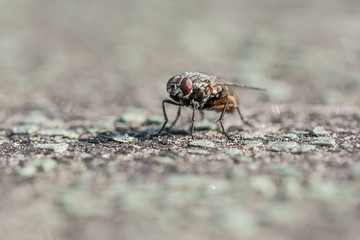 Fliege