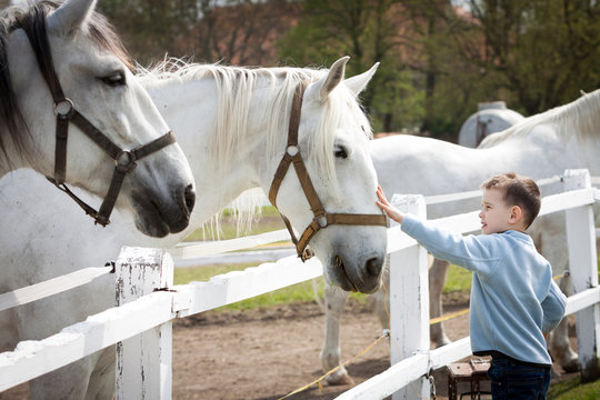 White horses with boy and soft touch