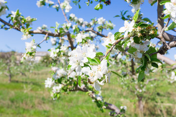 Branch with blossoms