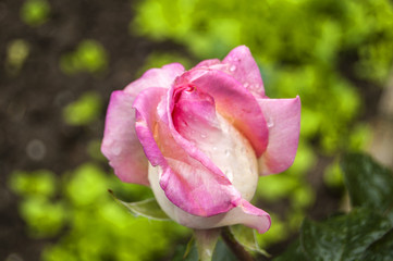 Wallpaper Macro Buds of fuchsia rose