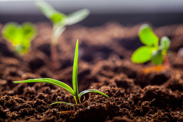 Growing Young Green Corn Seedling Sprouts in Cultivated Agricultural Farm Field