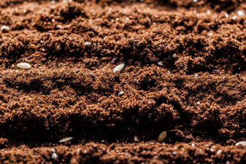 The texture of the macro ground