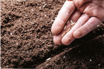 Closeup of a males hand planting seeds