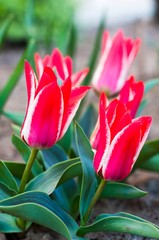 Naklejka premium Beautiful red, white tulips closeup with blurred background. Vertical photo