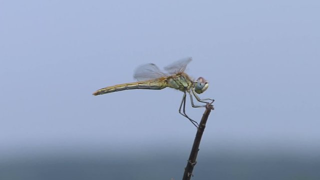 libellule bleu vert jaune sur son perchoir