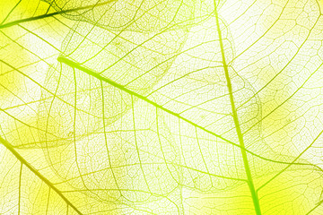Obraz na płótnie Canvas a leaf texture close up
