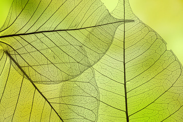 Plakat a leaf texture close up