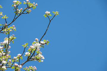 Apfelbaum Blüte Freigestellt im Frühling