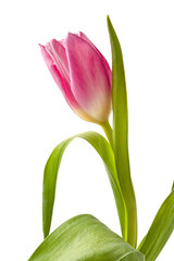 pink tulip on a green stem