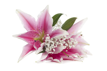 pink stargazer lily
