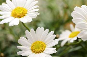 Fototapeta na wymiar White daisy flowers for background