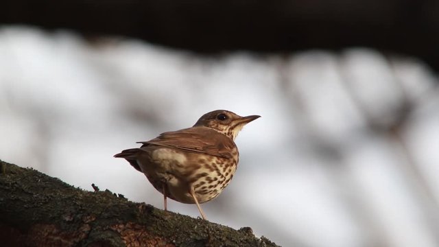 Song Thrush, live sound