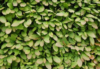hedge with green leaves as floral background