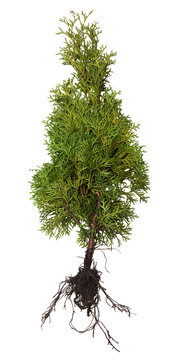 Thuja with root