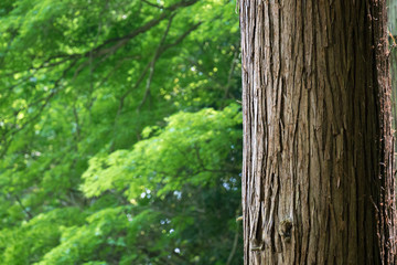 山の木