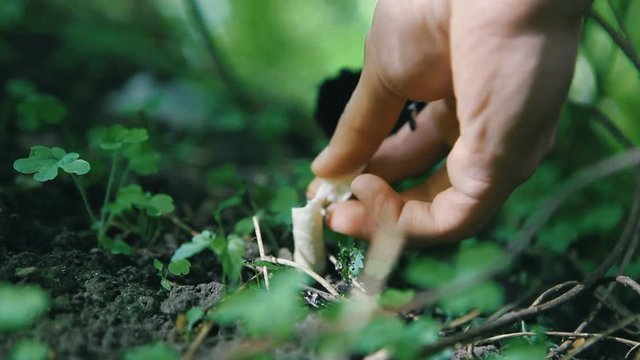 Coprinus comatus. Man cuts mushrooms