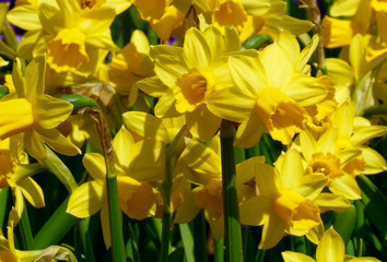 Obraz premium common daffodils