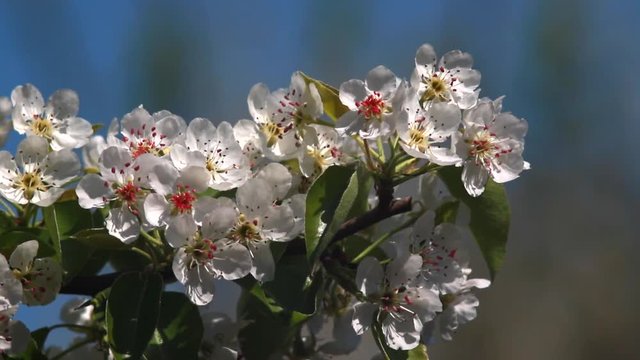 flowers pear, live sound