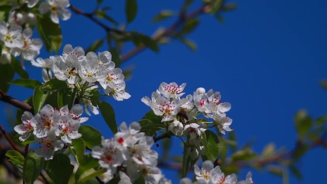 flowers pear, live sound