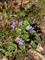 wild sweet violets in forest at spring